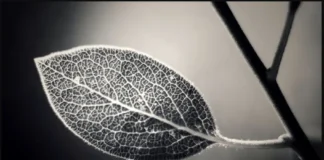 Co to jest ostrość telewizora?